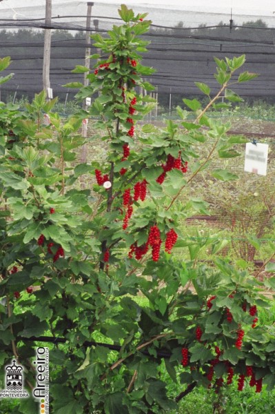 Grosella (Ribes sp.) - Grosella roja madura_2.jpg